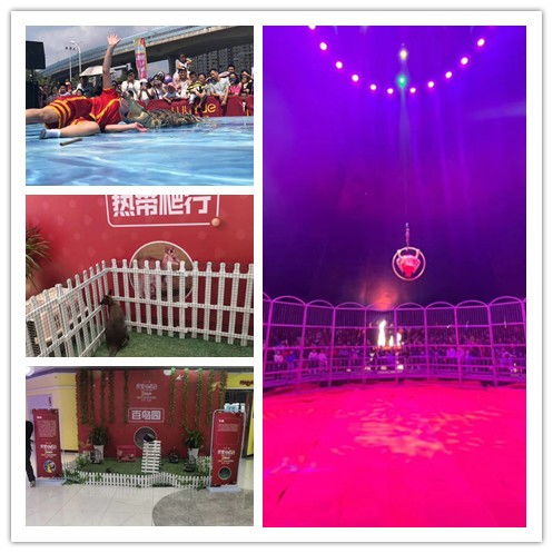 清遠市萌寵展租賃服務推薦 鴻飛禮儀慶典專業解決方案